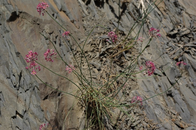 Allium samurense photo 4
