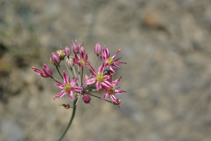 Allium samurense photo 5