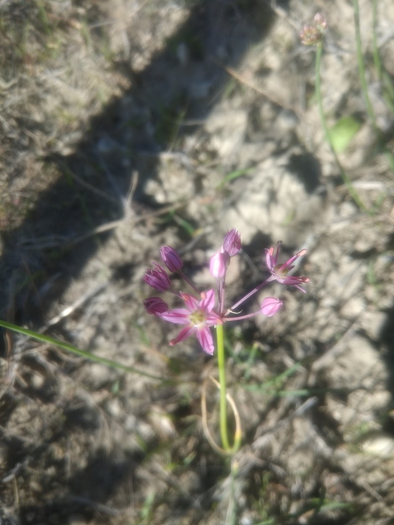 Allium samurense photo 6