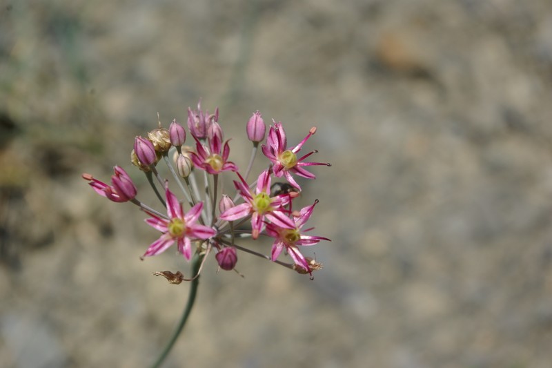 Allium samurense photo 7