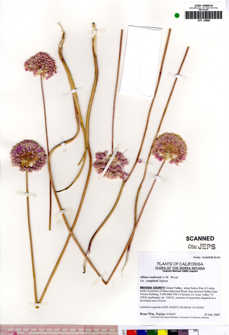 Sanborn's Onion
