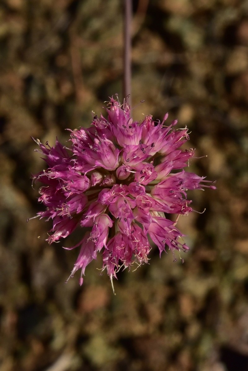 Sanborn's Onion photo 3