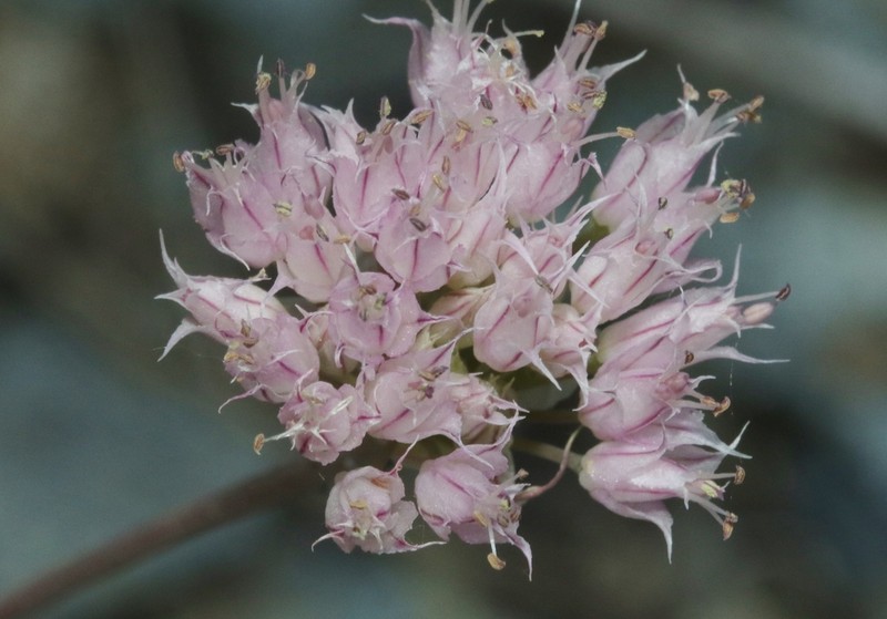 Sanborn's Onion photo 4