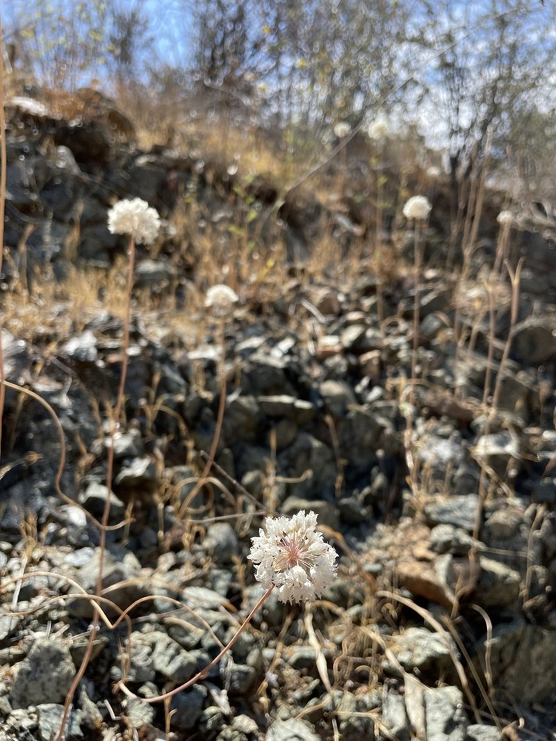 Sanborn's Onion photo 5