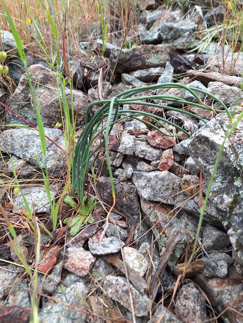 Sanborn's Onion photo 6
