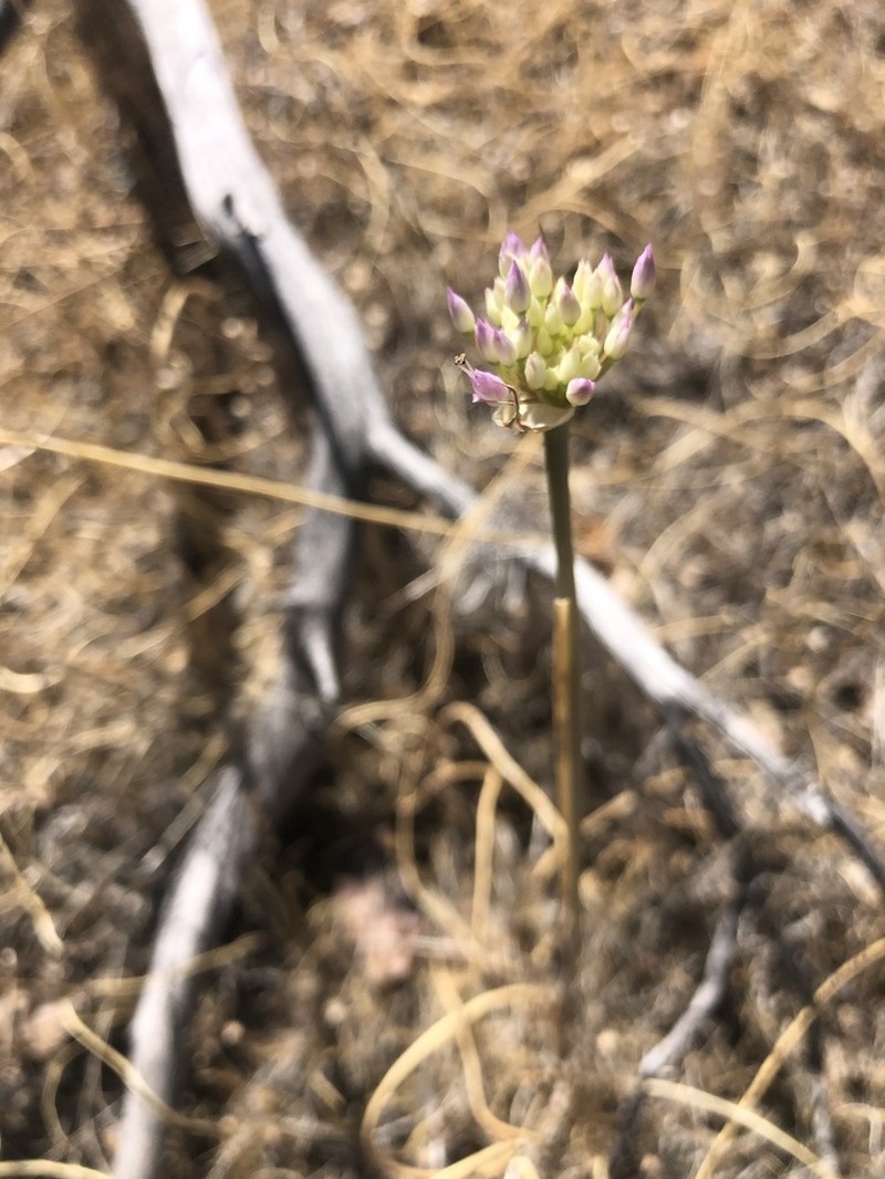 Sanborn's Onion photo 7