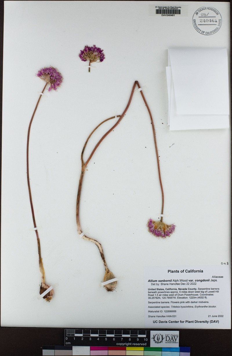 Allium sanbornii var. congdonii