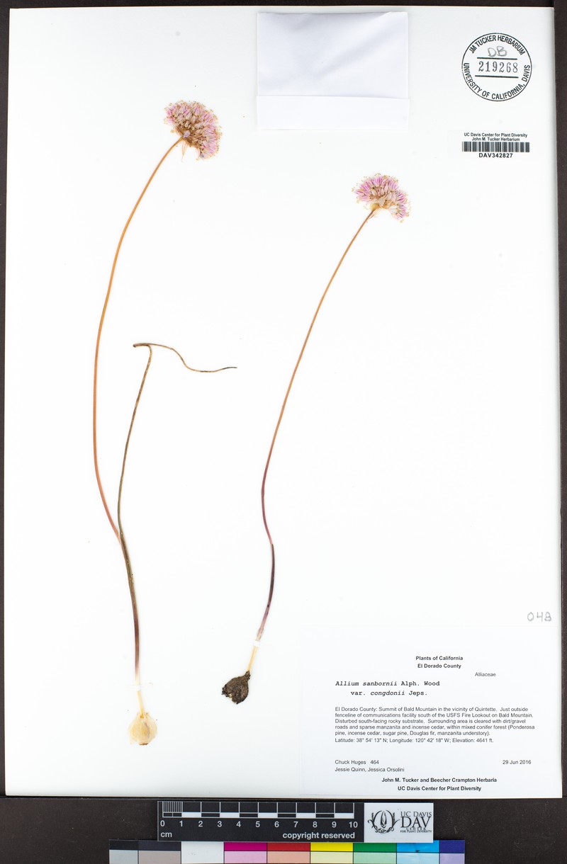 Allium sanbornii var. congdonii photo 3