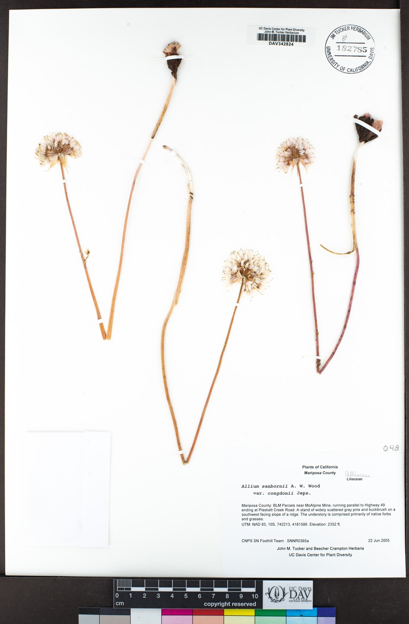 Allium sanbornii var. congdonii photo 4