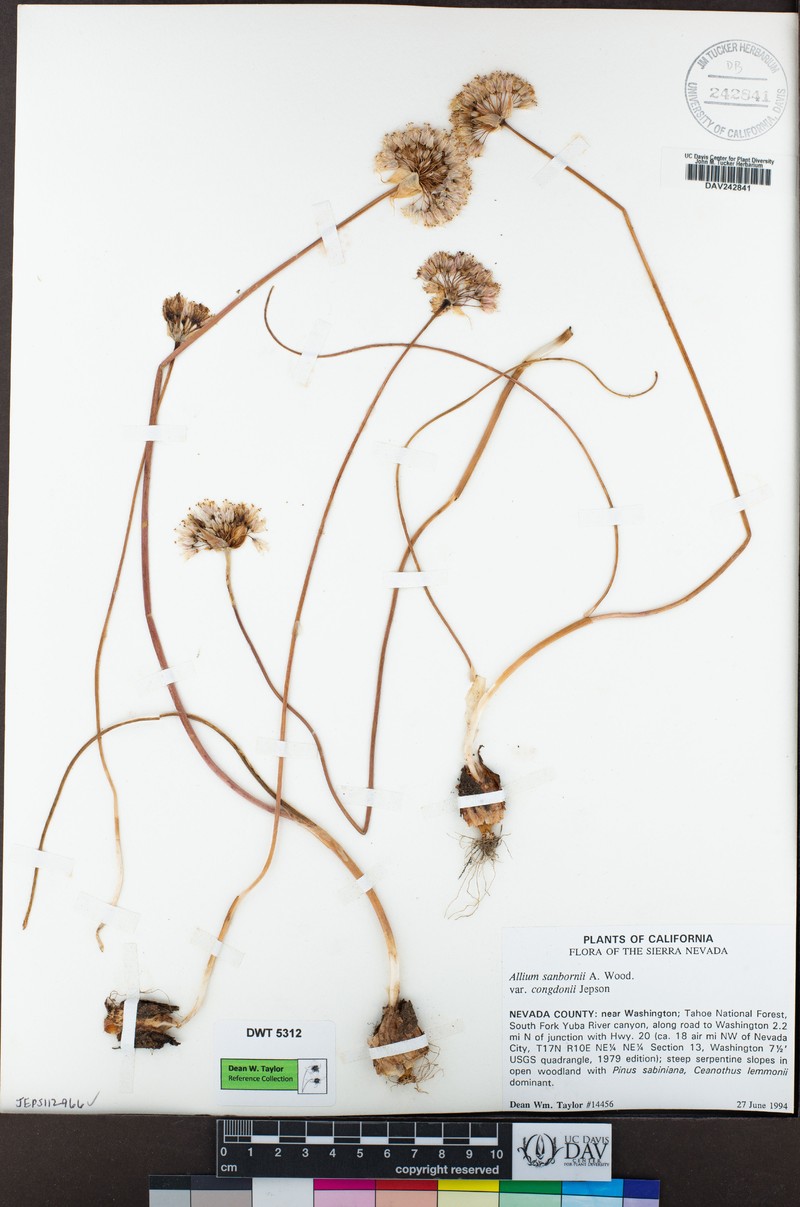 Allium sanbornii var. congdonii photo 6