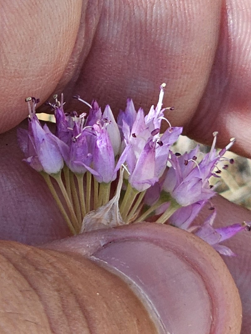 Allium sanbornii var. sanbornii