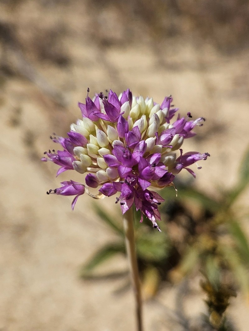 Allium sanbornii var. sanbornii photo 2