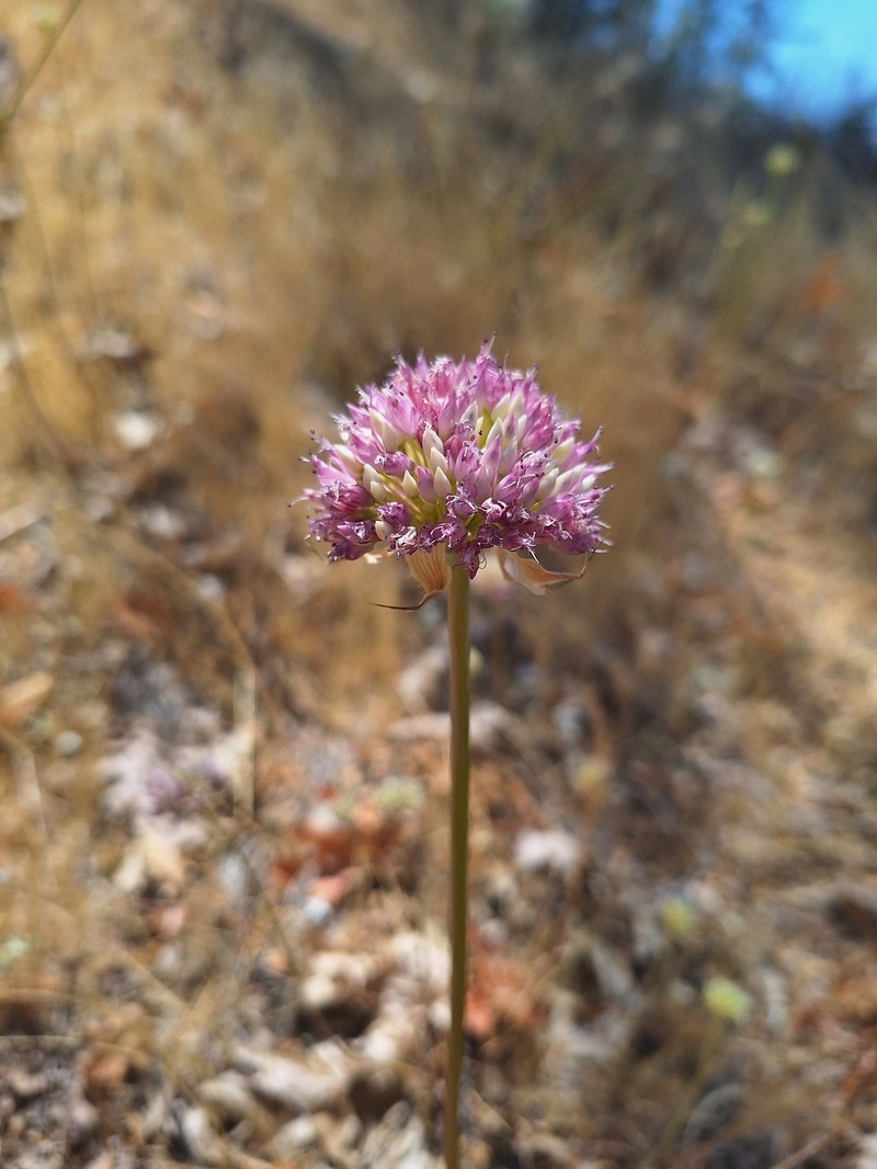 Allium sanbornii var. sanbornii photo 4