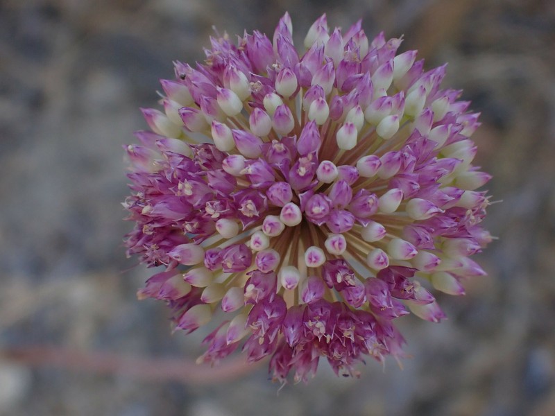 Allium sanbornii var. sanbornii photo 5