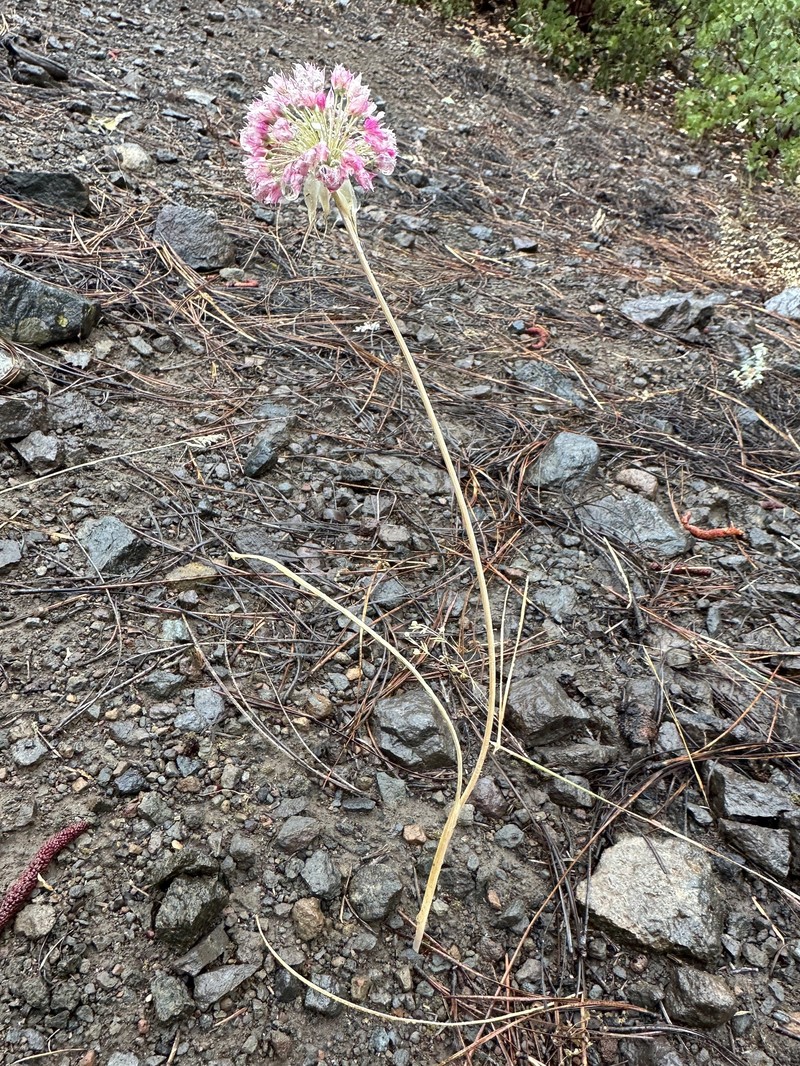 Allium sanbornii var. sanbornii photo 6