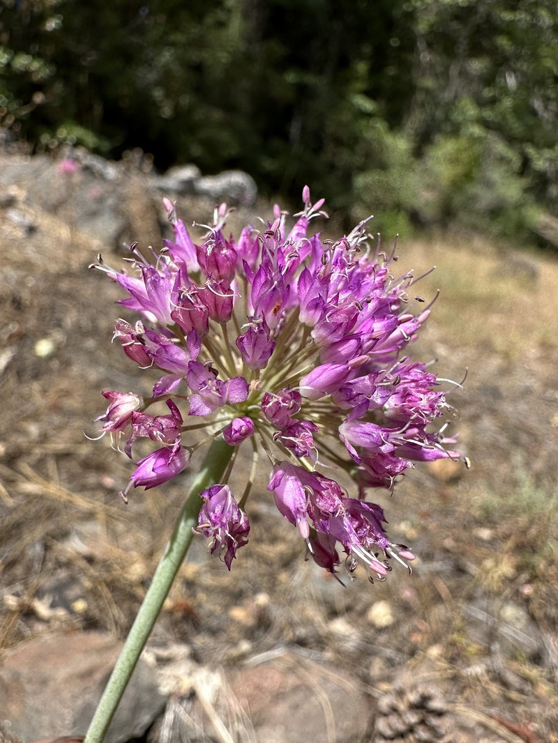 Allium sanbornii var. sanbornii photo 7