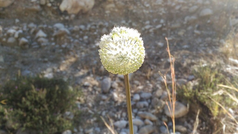 Allium sandrasicum