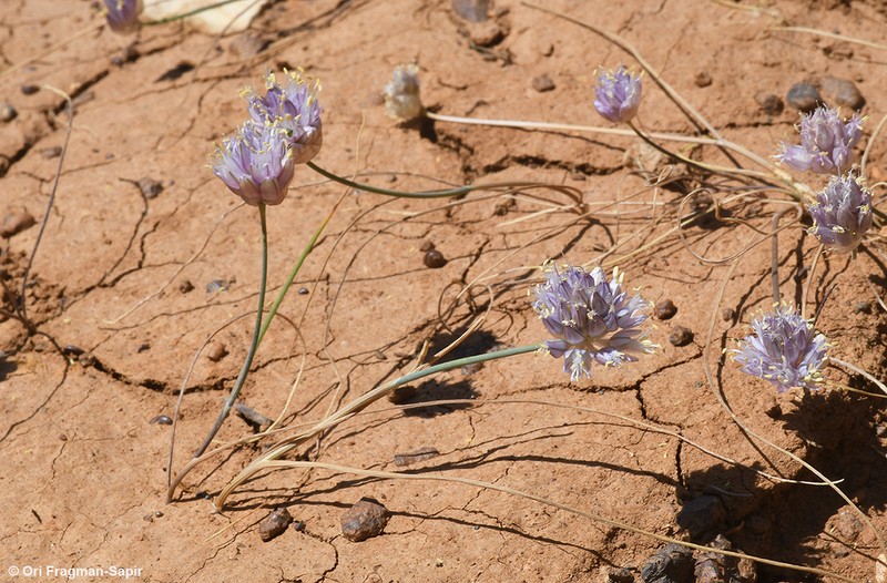 Allium sannineum photo 3