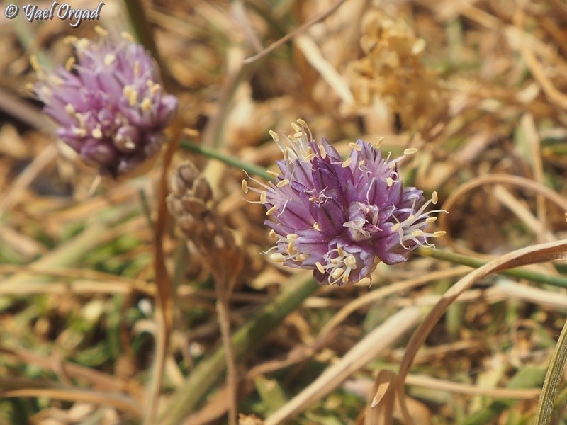 Allium sannineum photo 6