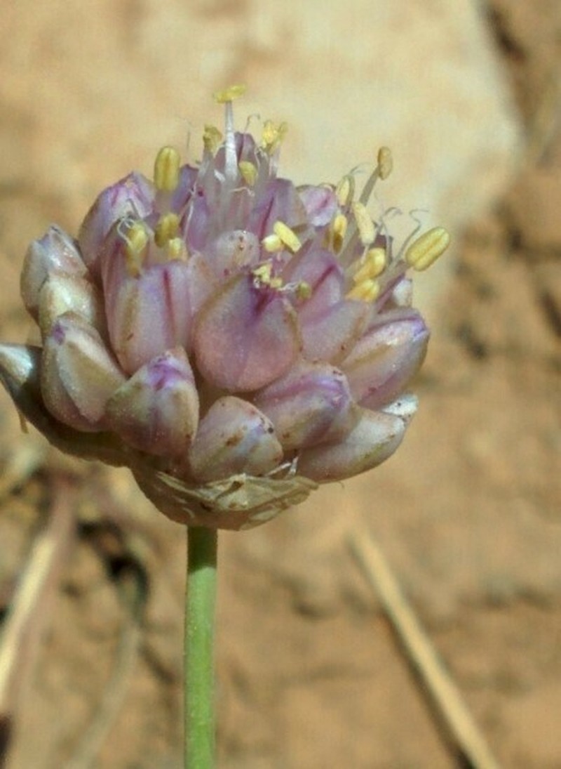 Allium sannineum photo 7