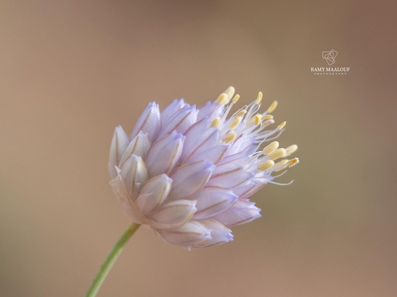 Allium sannineum photo 8