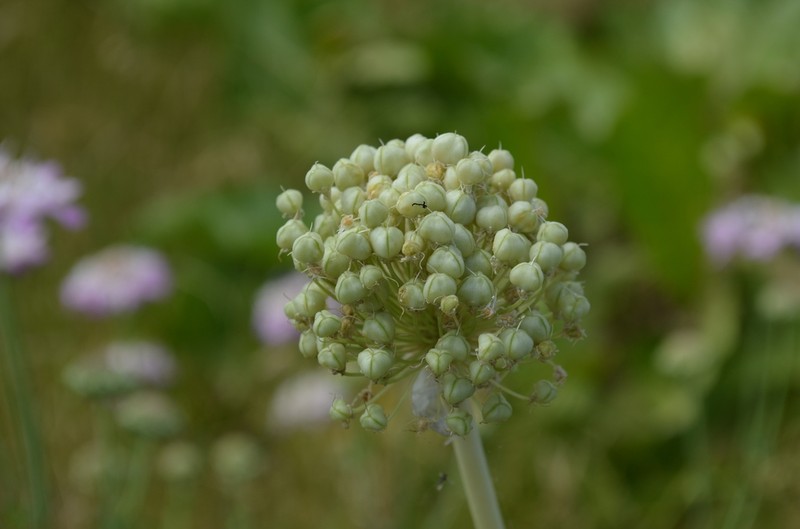 Allium saposhnikovii