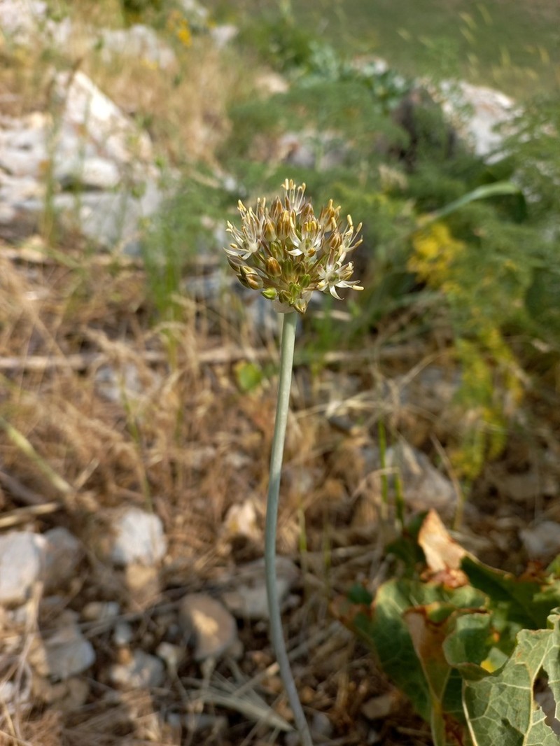 Allium saposhnikovii photo 3