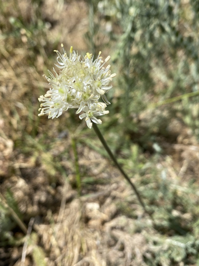 Allium saposhnikovii photo 5