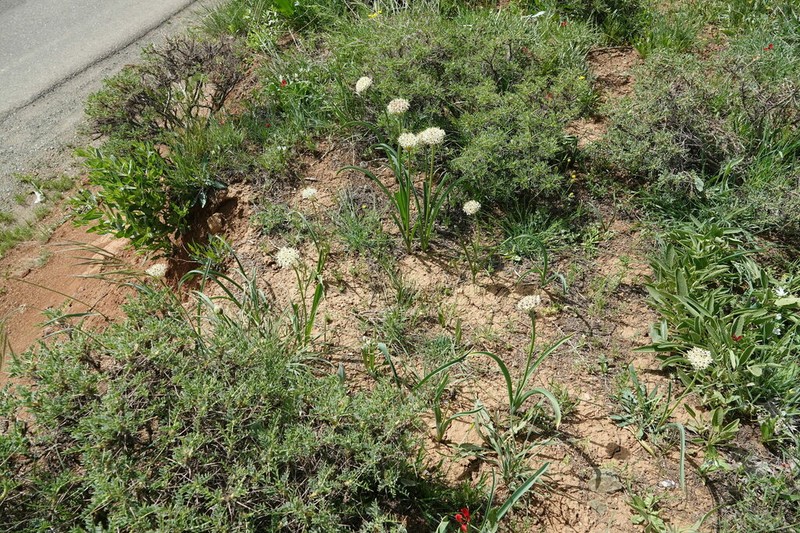 Allium saralicum photo 2