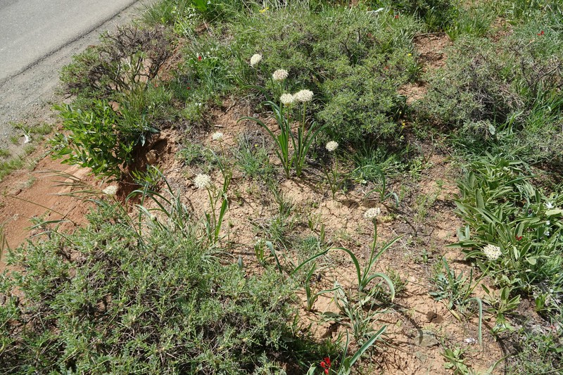 Allium saralicum photo 3