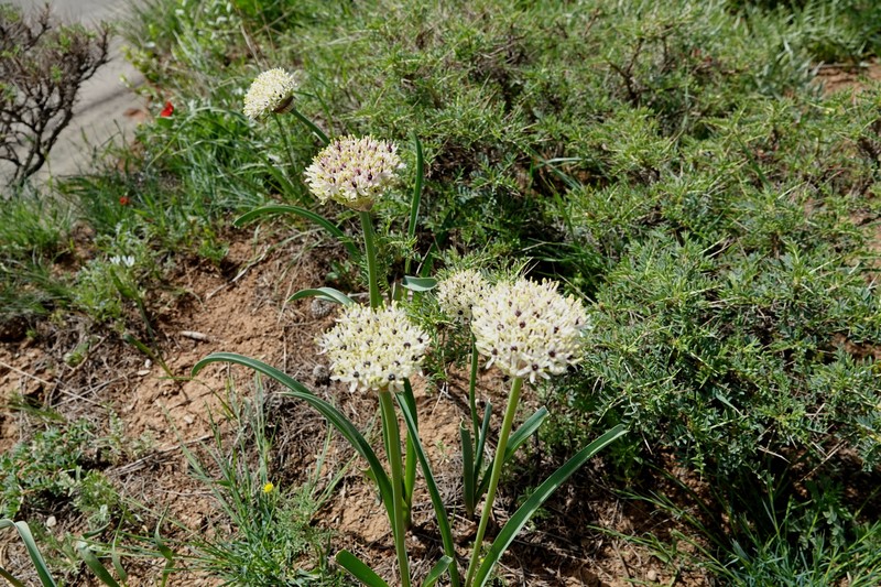 Allium saralicum photo 4