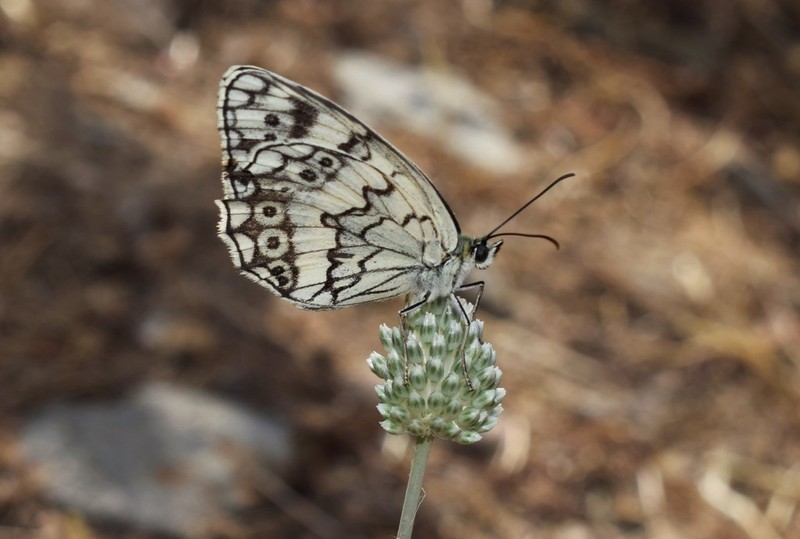 Allium sardoum