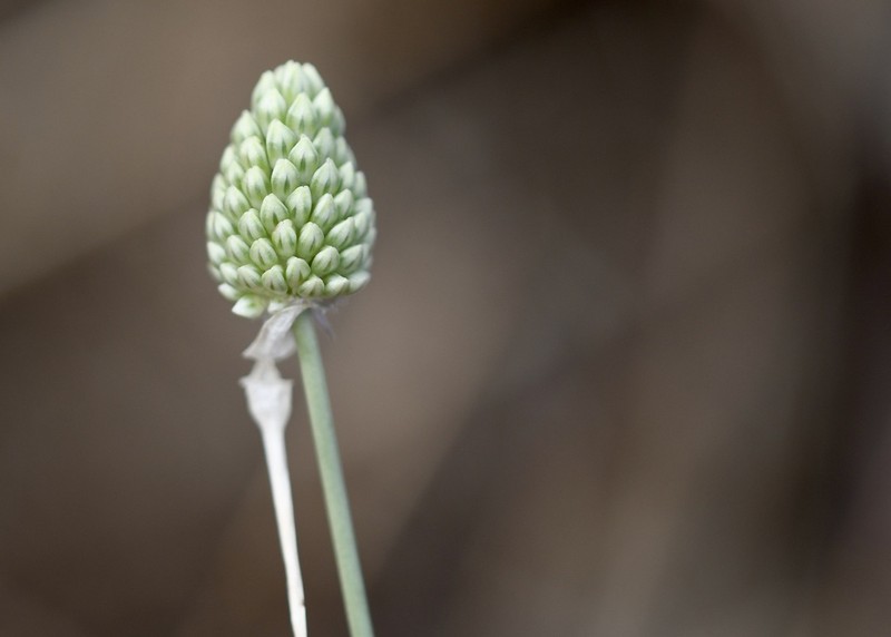 Allium sardoum photo 2