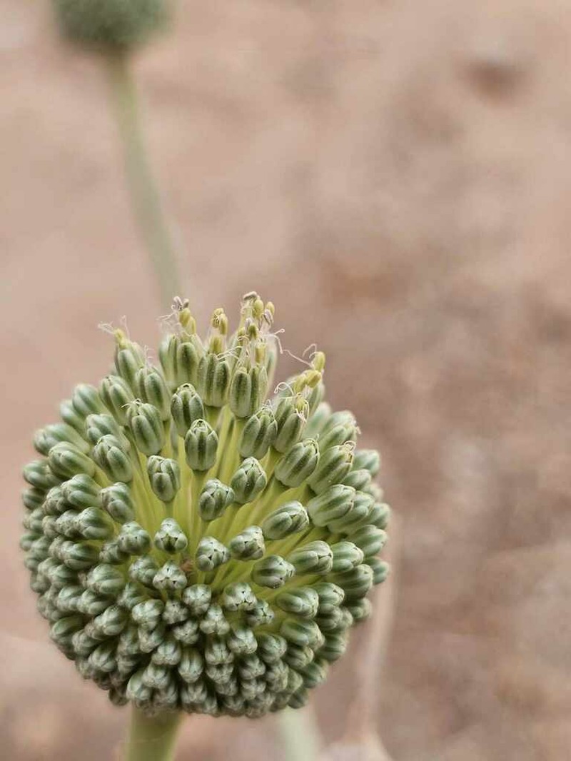 Allium sardoum photo 3