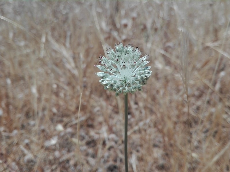 Allium sardoum photo 4