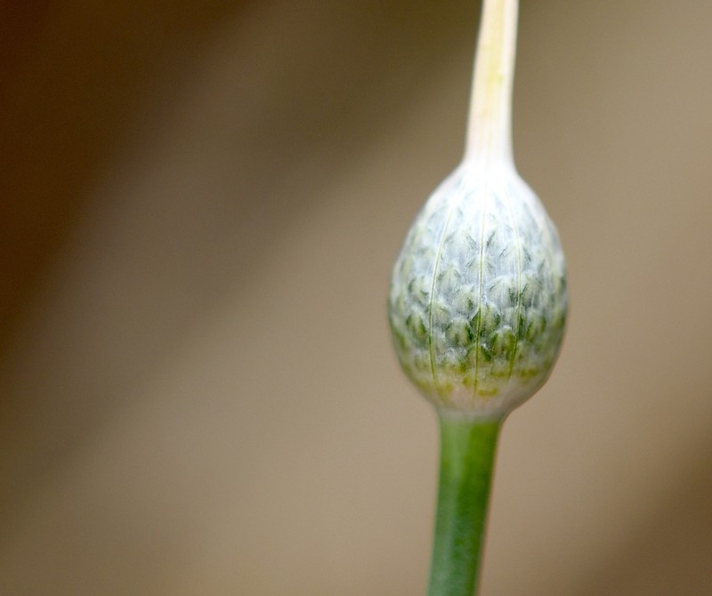 Allium sardoum photo 5