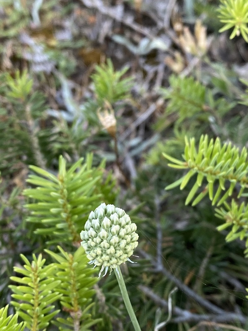 Allium sardoum photo 6