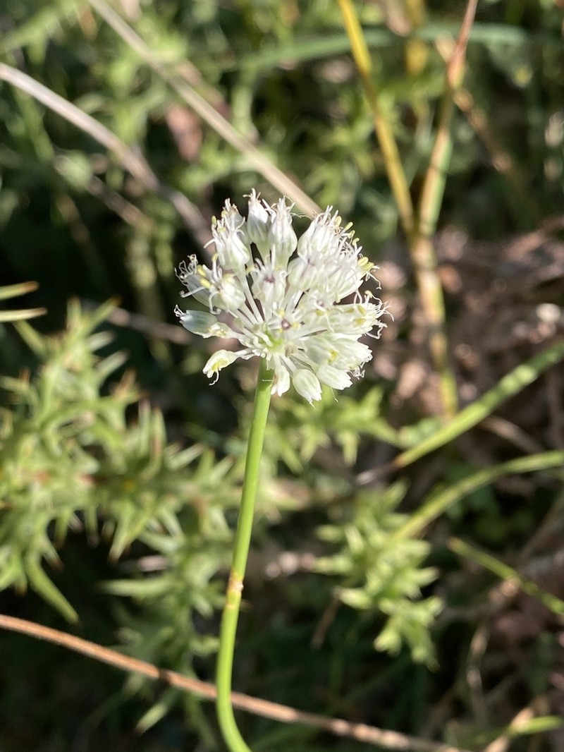 Allium sardoum photo 7