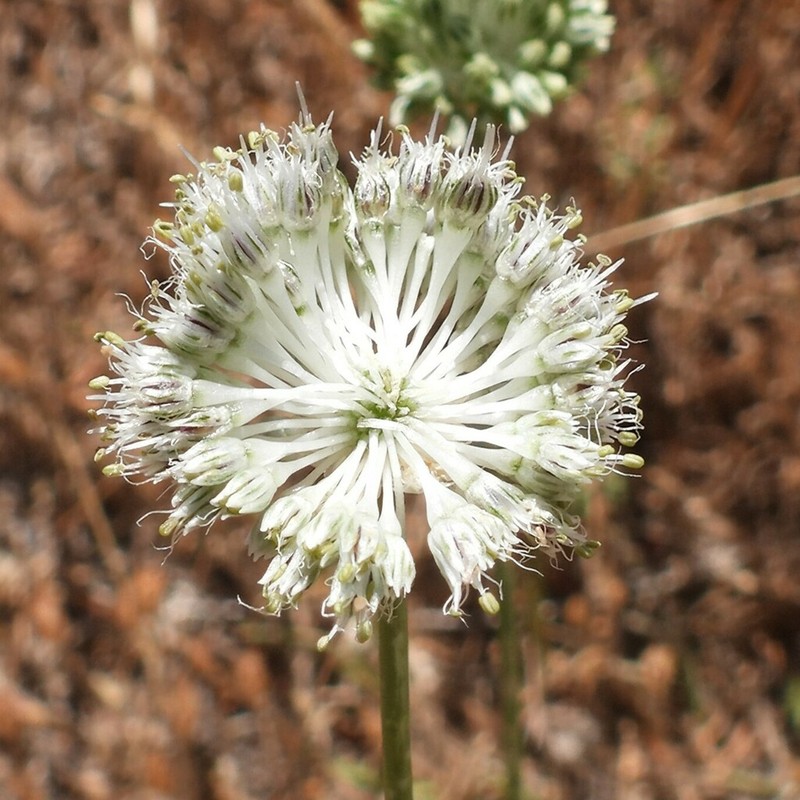Allium sardoum photo 8