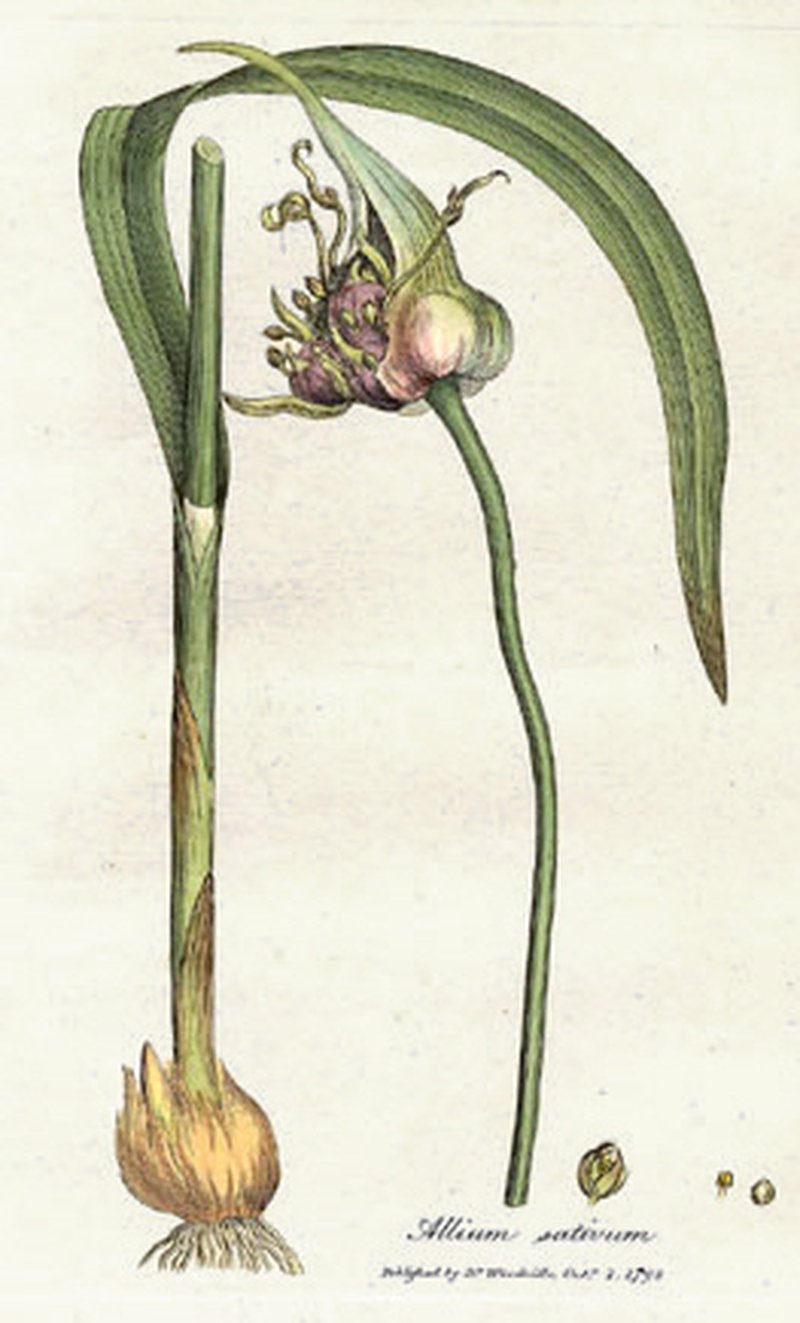 Cultivated Garlic