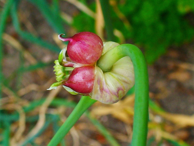 Cultivated Garlic photo 2