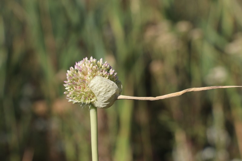 Cultivated Garlic photo 3