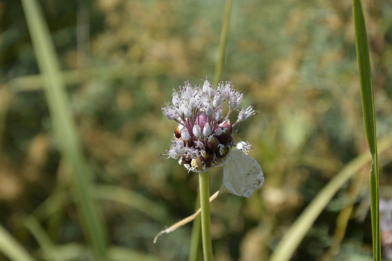 Cultivated Garlic photo 4