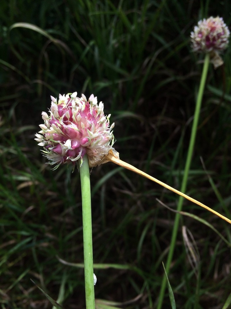 Cultivated Garlic photo 5