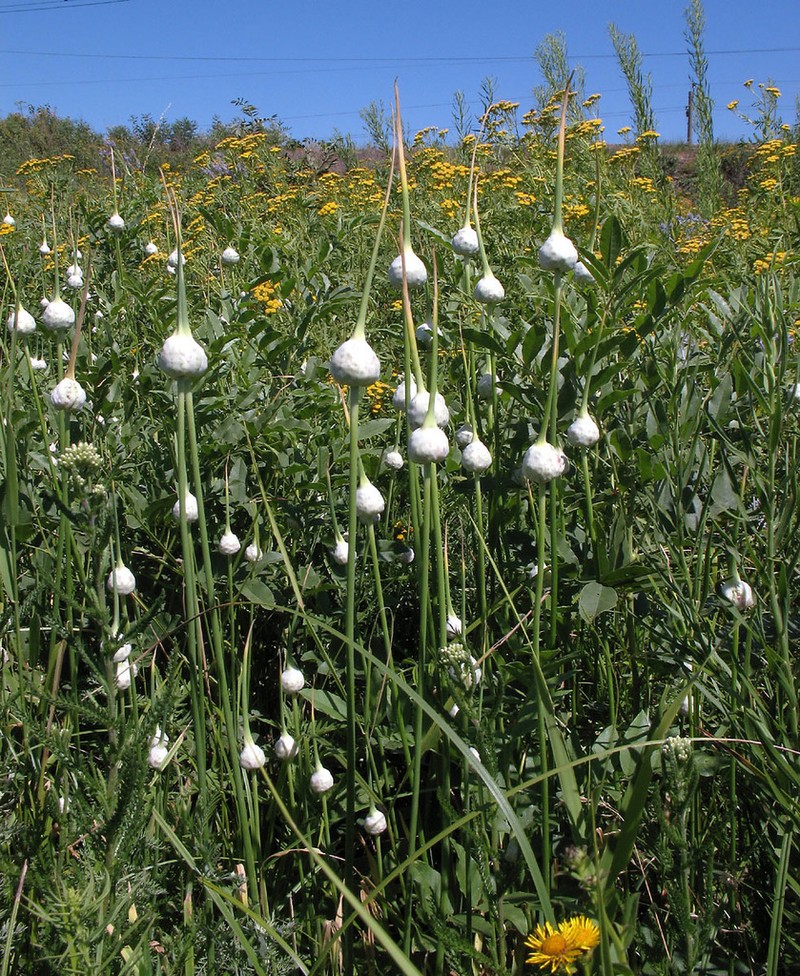 Cultivated Garlic photo 6