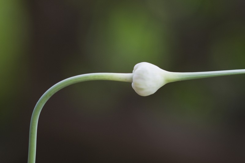 Cultivated Garlic photo 7