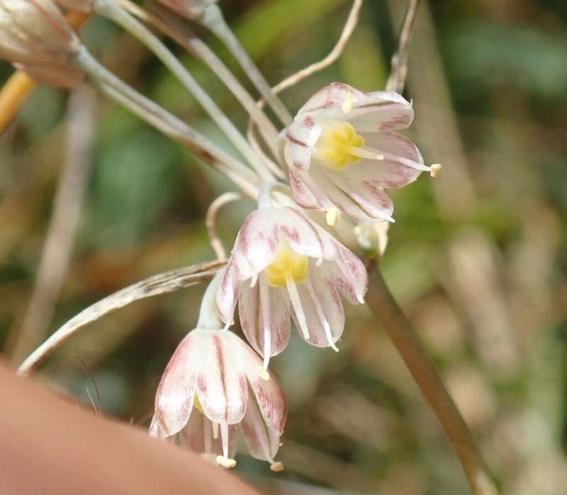 Allium savii