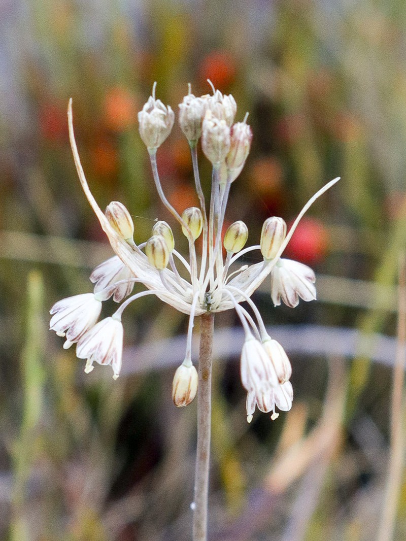 Allium savii photo 4