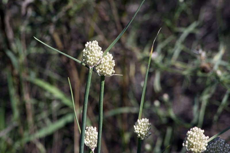 Allium savranicum photo 2