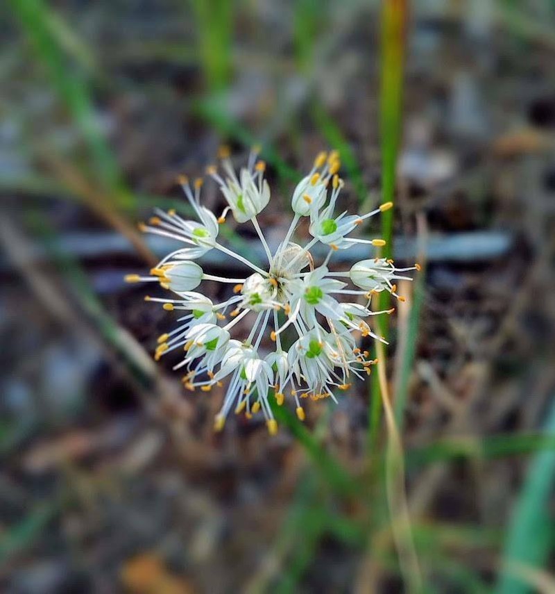 Allium savranicum photo 3